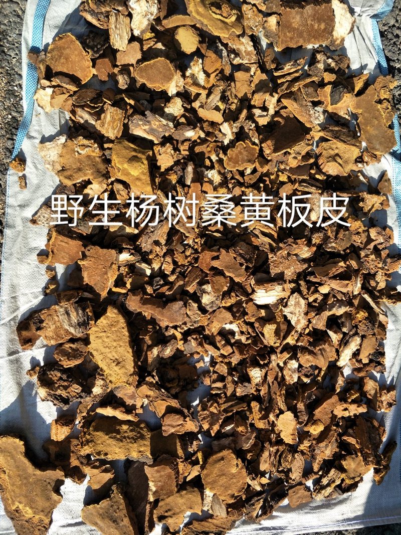 长白山野生杨树桑黄板皮（皮子）