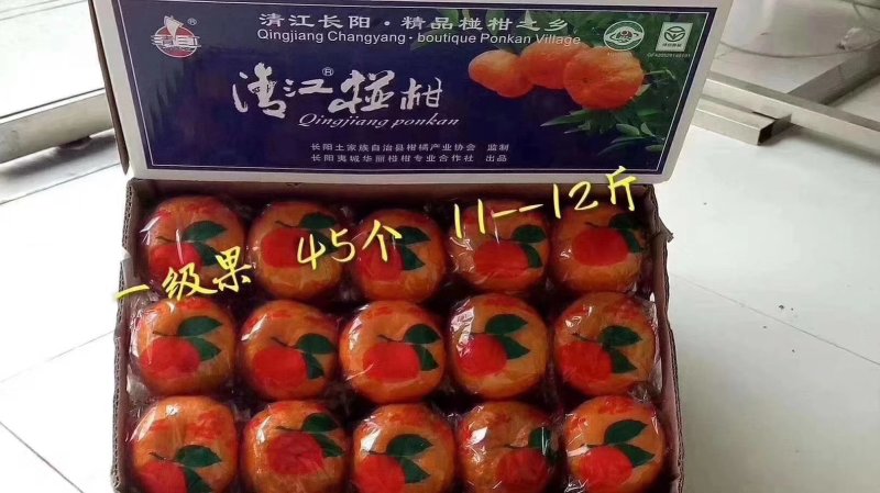 正宗长阳清江椪柑