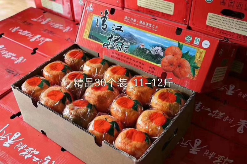 正宗长阳清江椪柑
