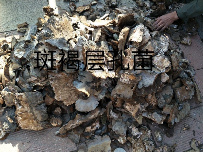 长白山野生斑褐孔菌选货质量保证