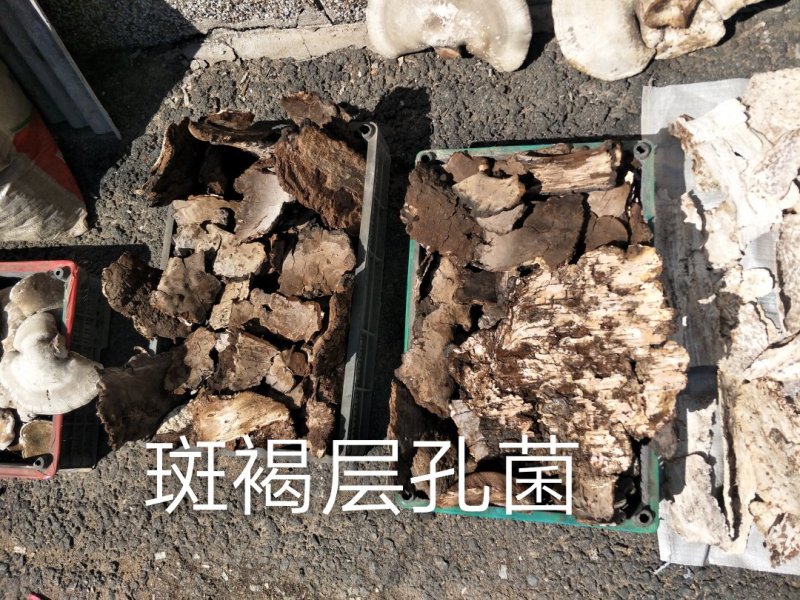 长白山野生斑褐孔菌选货质量保证
