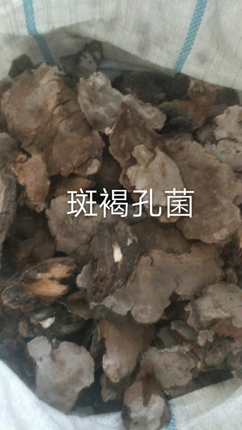 长白山野生斑褐孔菌选货质量保证