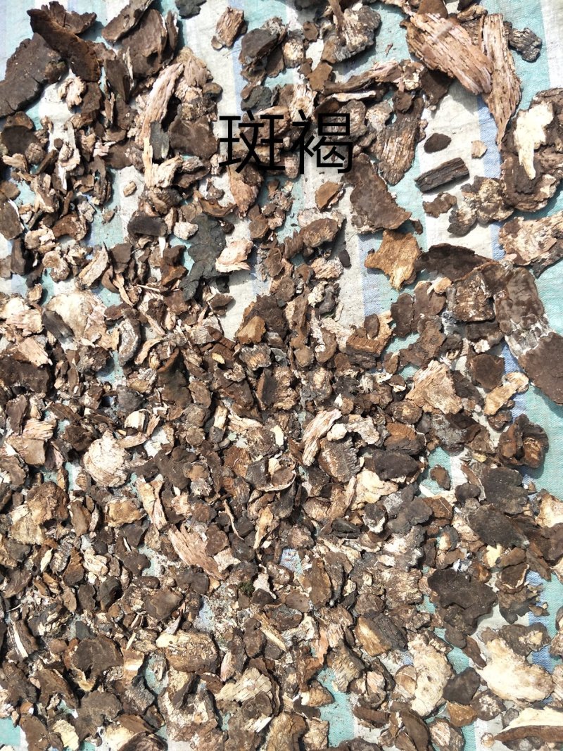 长白山野生斑褐孔菌选货质量保证