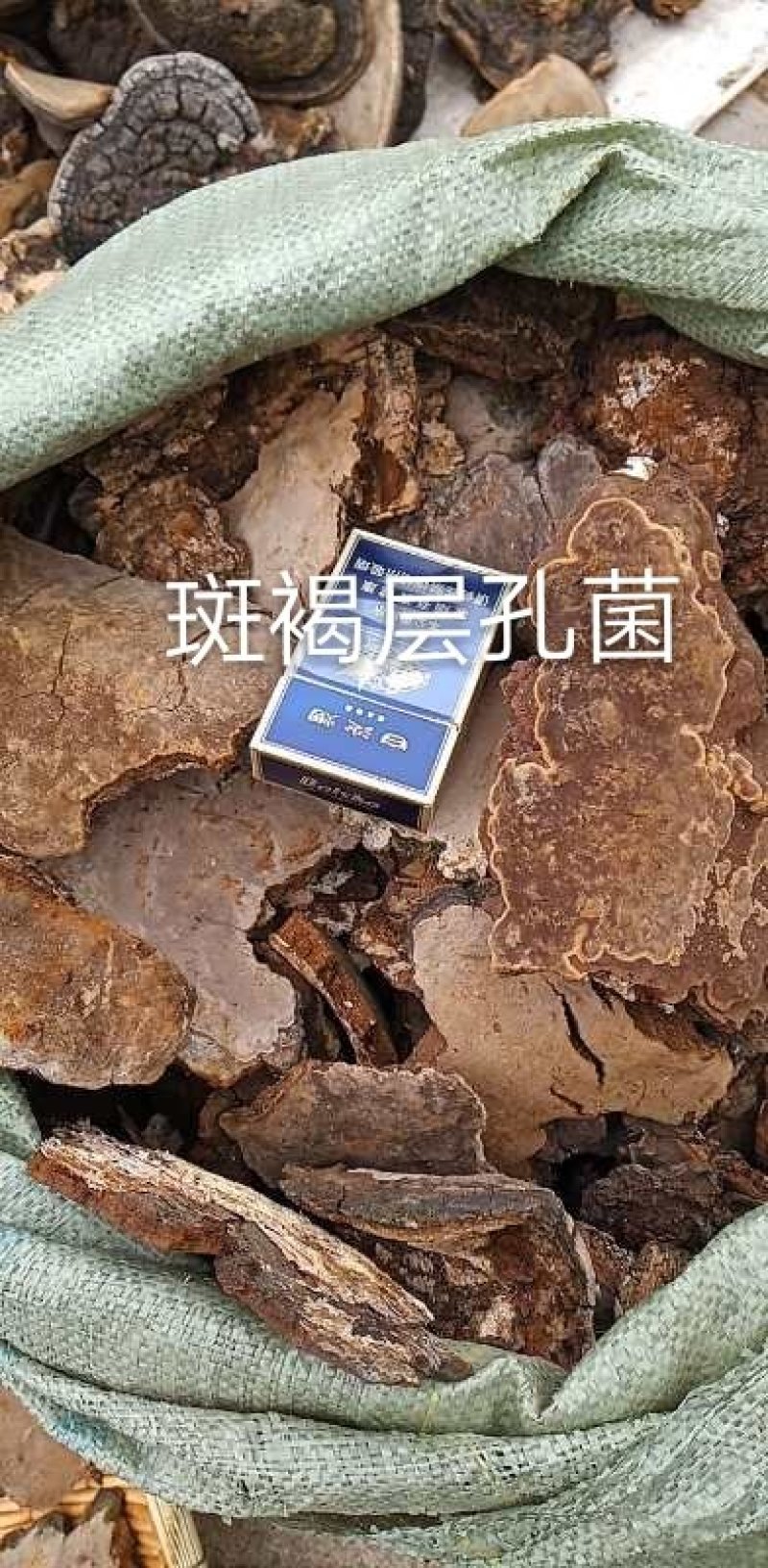 长白山野生斑褐孔菌选货质量保证