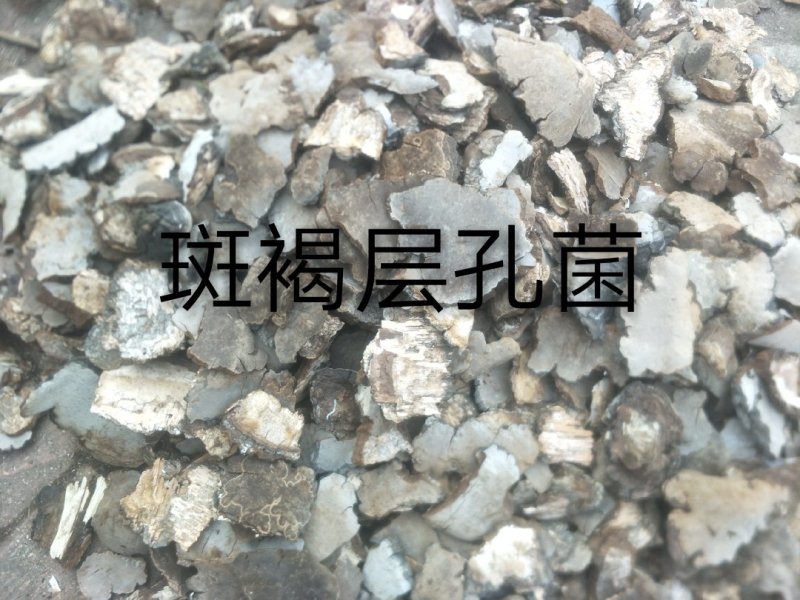 长白山野生斑褐孔菌选货质量保证