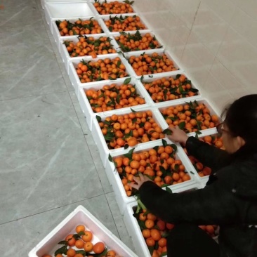 桂林永福沙糖桔专业代收代办打蜡包装