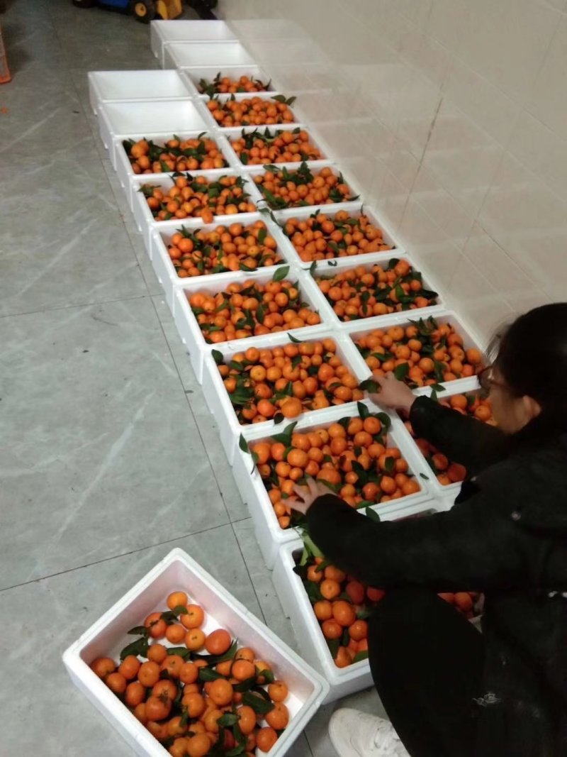 桂林永福沙糖桔专业代收代办打蜡包装