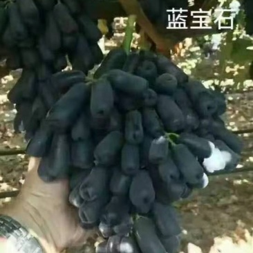 蓝宝石葡萄苗甜蜜蓝宝石葡萄苗当年结果新品种