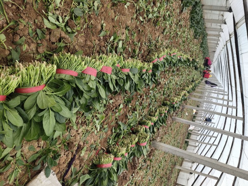 优质大叶菠菜，色泽漂亮，畅销全国