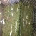 优质大叶菠菜，色泽漂亮，畅销全国
