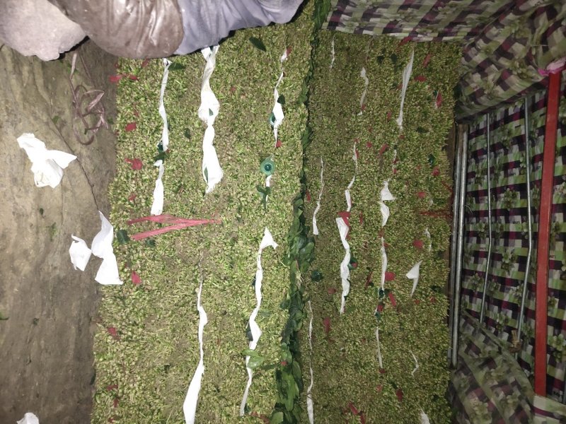优质大叶菠菜，色泽漂亮，畅销全国