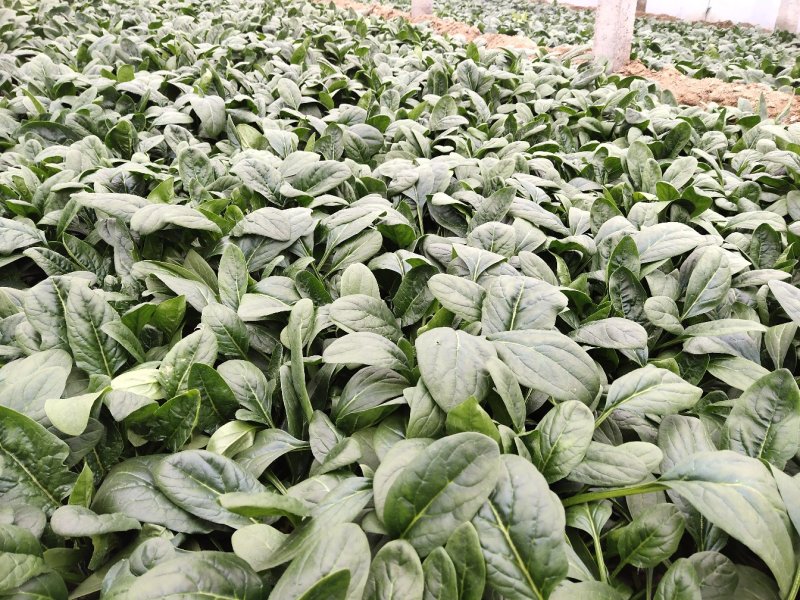优质大叶菠菜，色泽漂亮，畅销全国