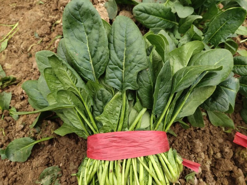 优质大叶菠菜，色泽漂亮，畅销全国