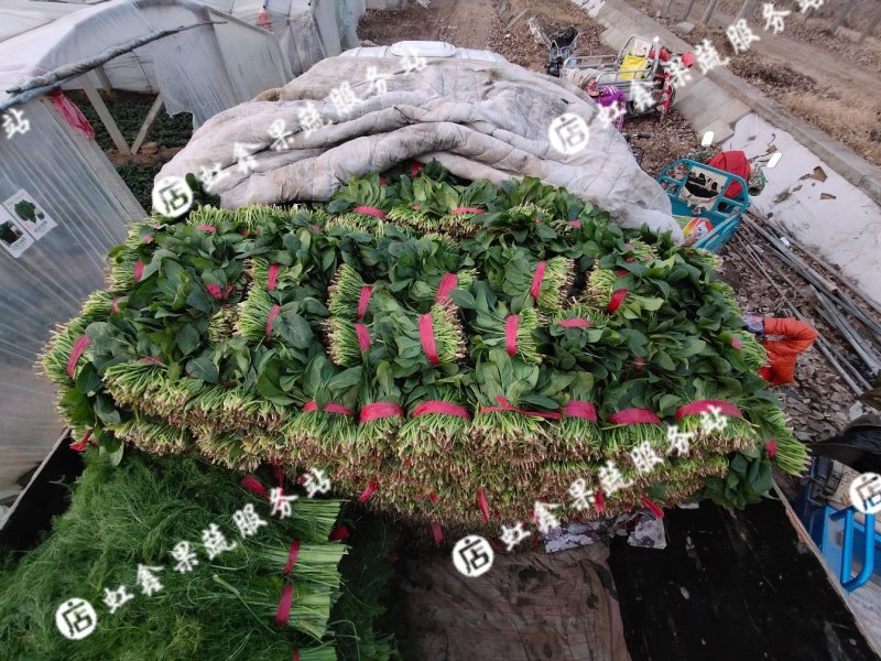 优质大叶菠菜，色泽漂亮，畅销全国