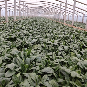 优质大叶菠菜，色泽漂亮，畅销全国