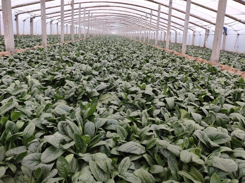优质大叶菠菜，色泽漂亮，畅销全国