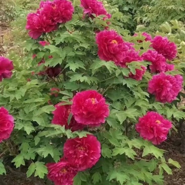 牡丹花带芽发货正宗大花牡丹花苗盆栽室内庭院花卉绿植芍药花