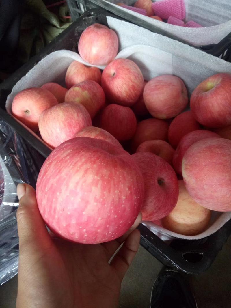 山东红富士苹果，口感脆甜多汁，产地大量现货供应，保证质量