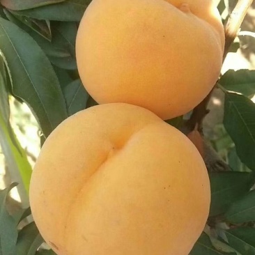 黄金蜜桃，油蟠，黑桃优质桃树苗