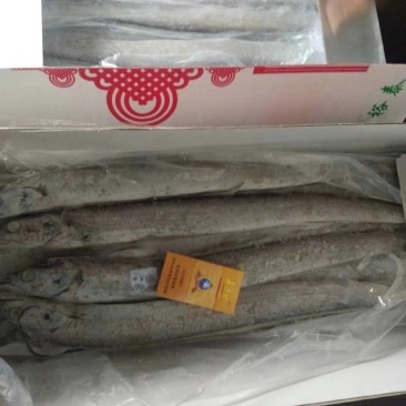 舟山精品带鱼礼品盒，舟山带鱼，热带带鱼，个大色白，