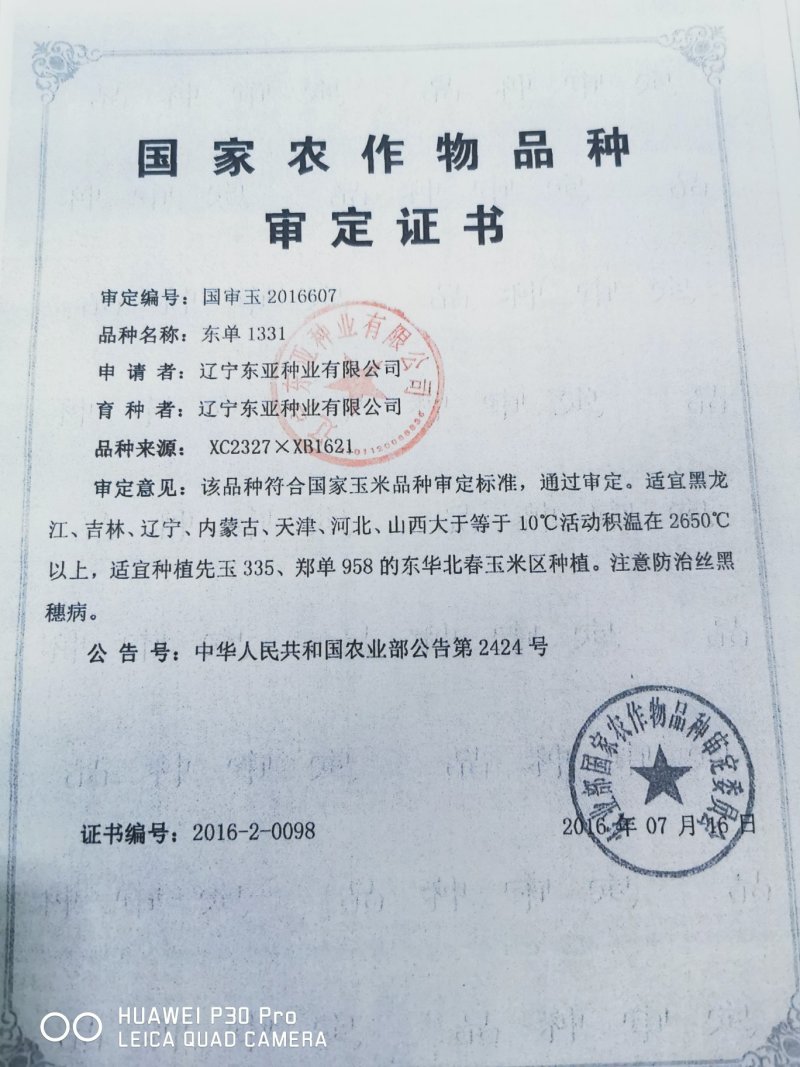 玉米种子东单1331大田菜园高产易种国审杂交黄粒大棒