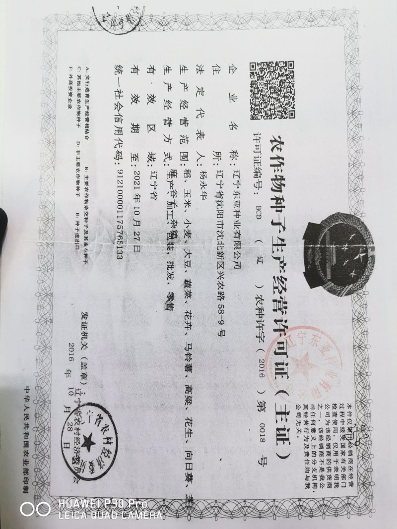 玉米种子东单1331大田菜园高产易种国审杂交黄粒大棒