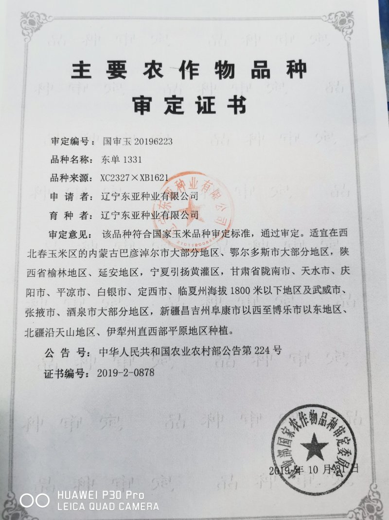 玉米种子东单1331大田菜园高产易种国审杂交黄粒大棒