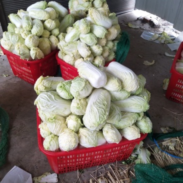 精品娃娃菜，黄度高，个头均匀，产地直供！口感脆甜！