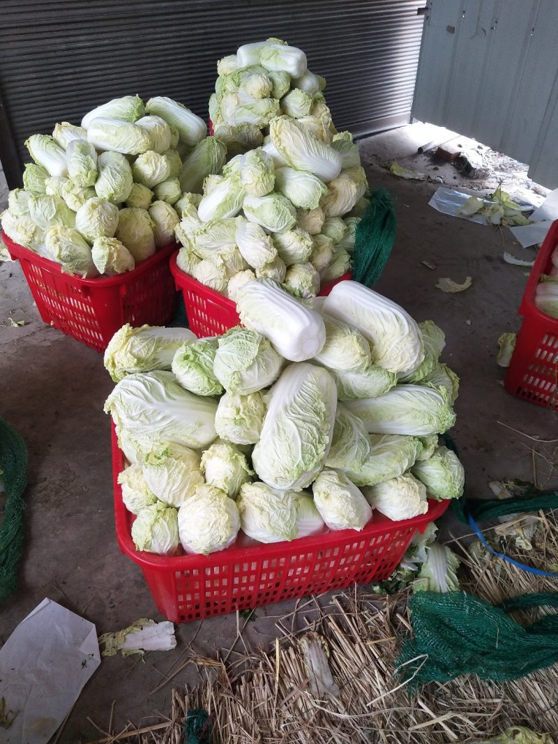 精品娃娃菜，黄度高，个头均匀，产地直供！口感脆甜！