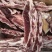 【精品】多肉牛排厂家直发货源充足欢迎咨询