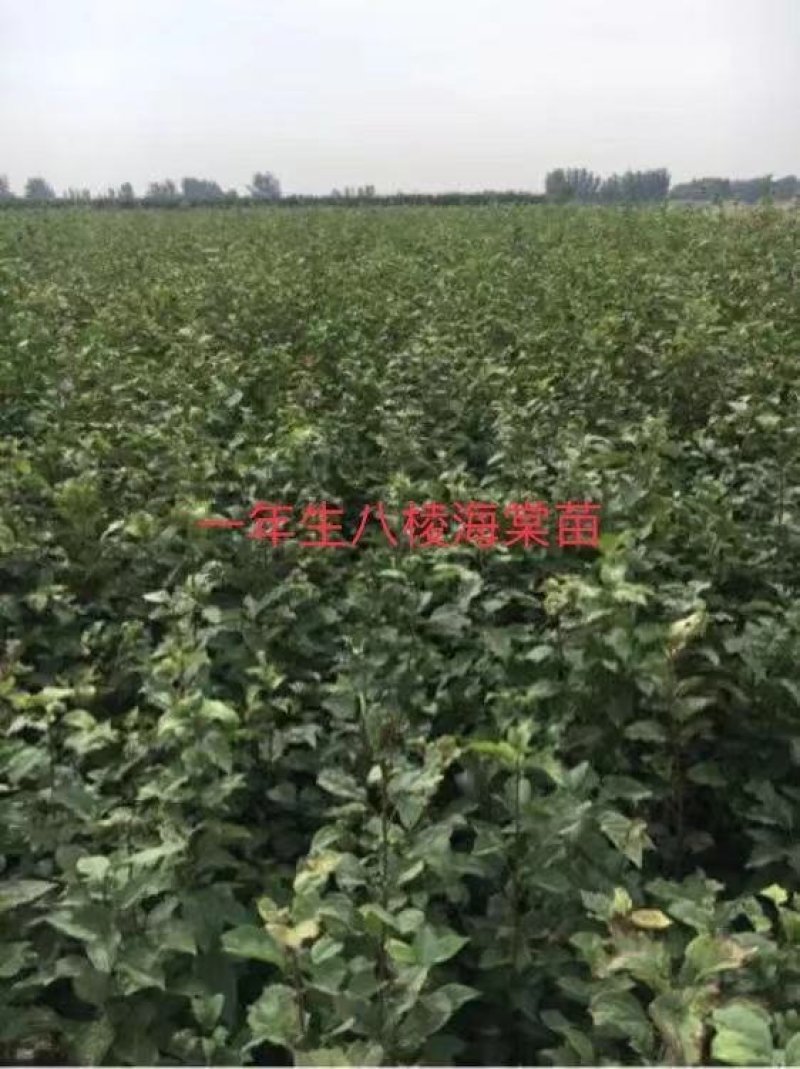 1年生八棱海棠苗，大型机械起苗，人工分拣。根须完整，根深