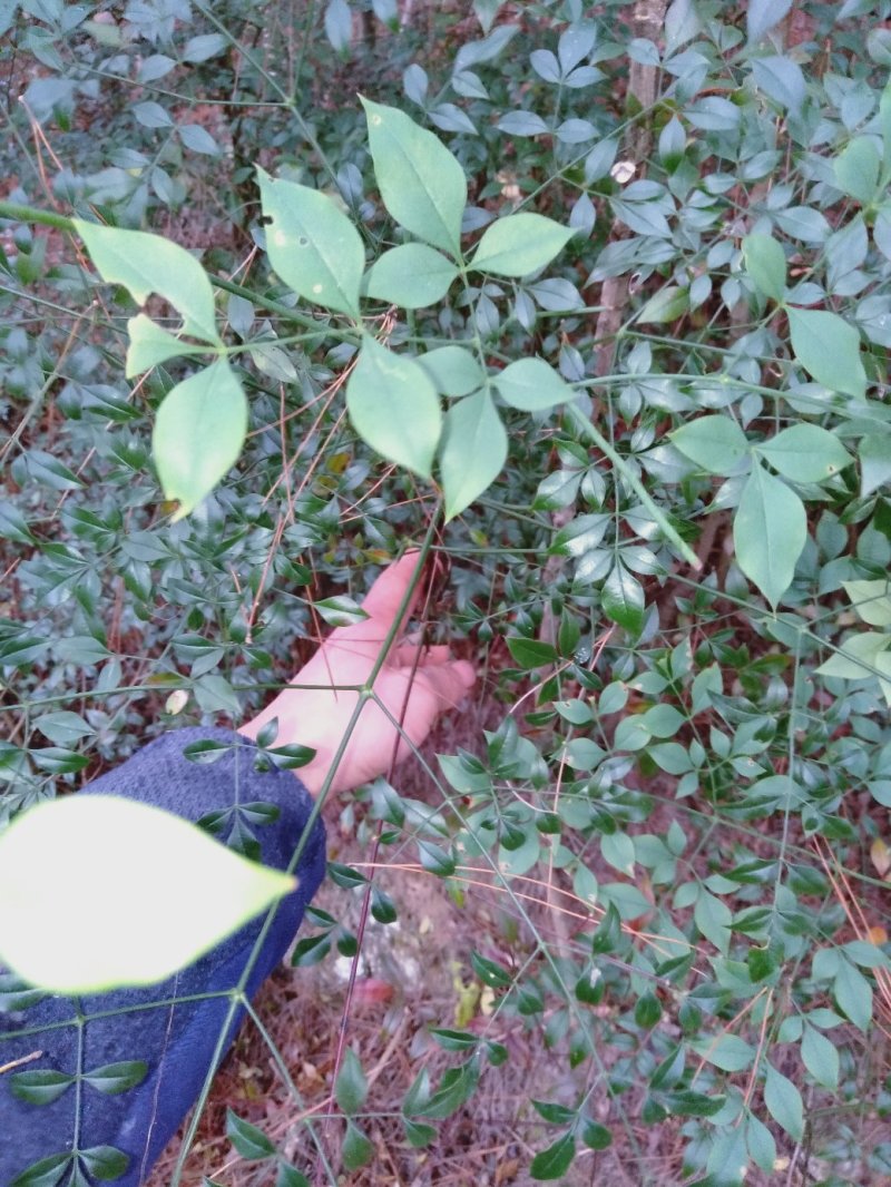 南方天竹，纯野生，2米以上高度。有喜欢的朋友记得联系