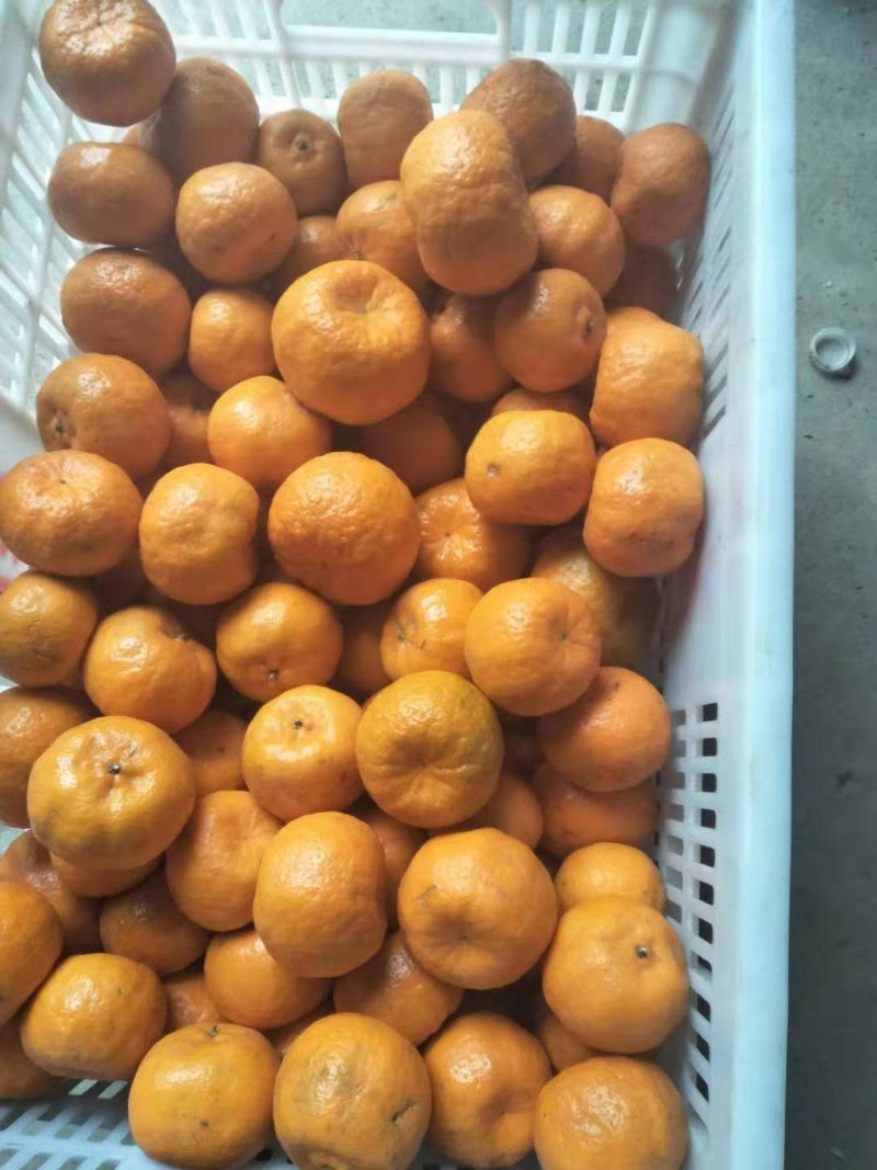 美味椪柑