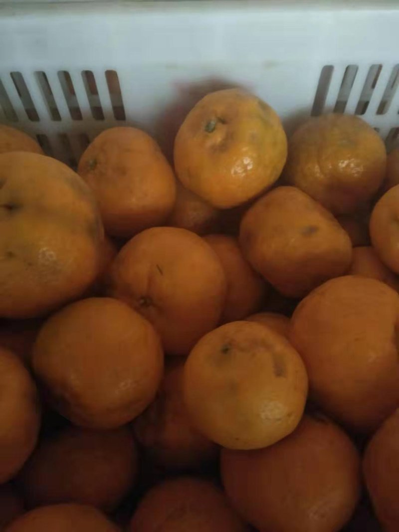 美味椪柑