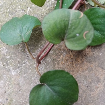 野生金钱草，干货鲜货供应