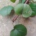 野生金钱草，干货鲜货供应