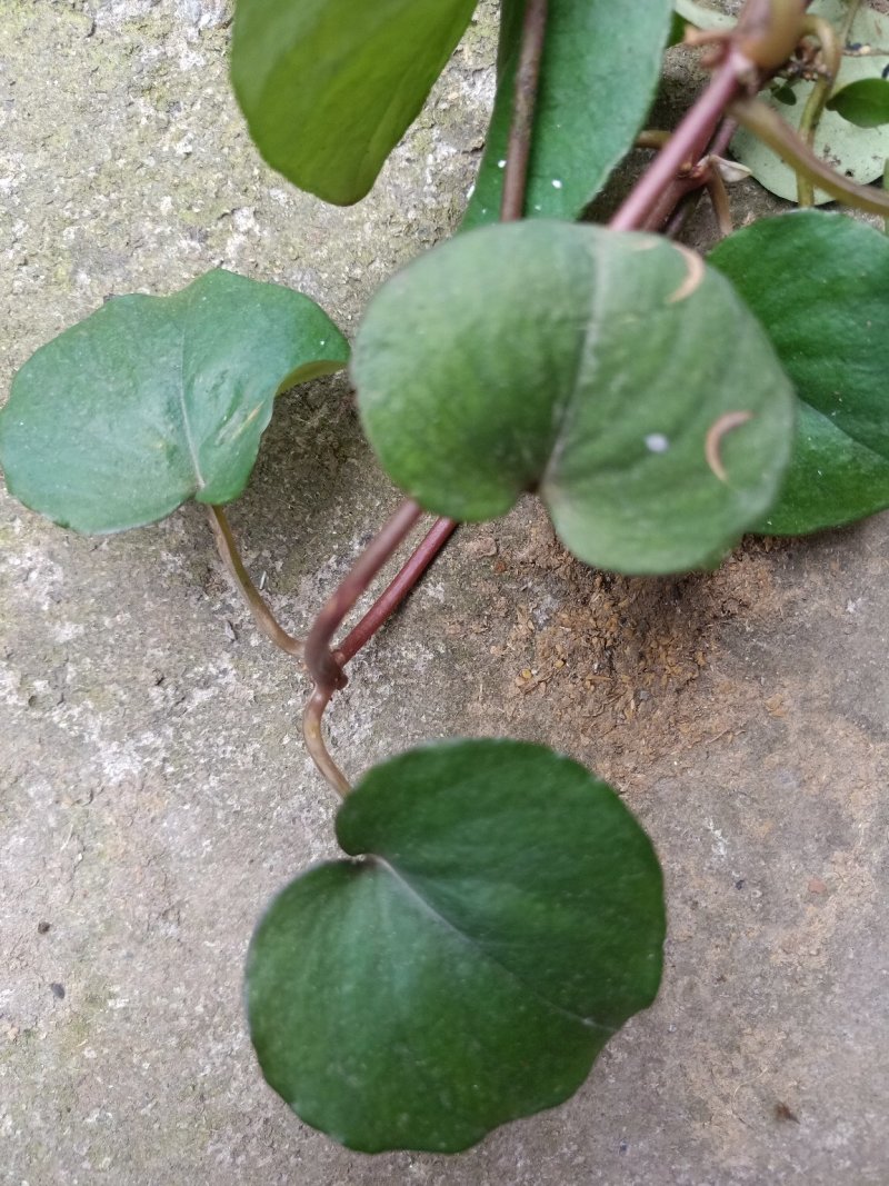 野生金钱草，干货鲜货供应
