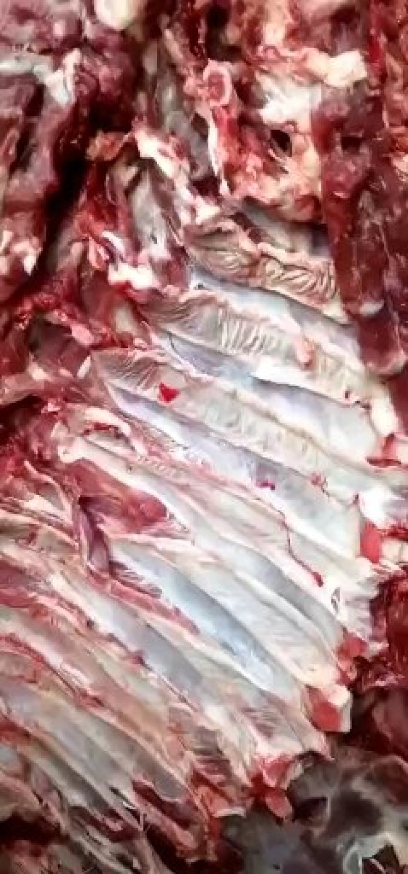 纯干鲜牛肉，长期加工，