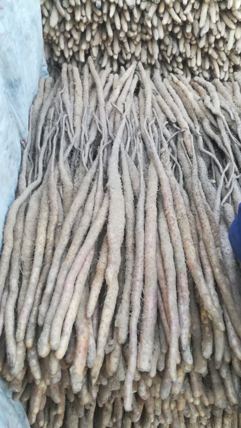 河北垆土铁棍山药红斑山药河南焦作温县铁棍一样供应水沟旱沟
