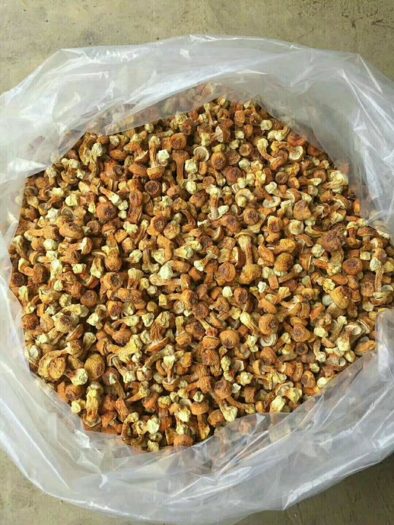姬松茸，新货干品，食用菌干货，产地直发，一手货源