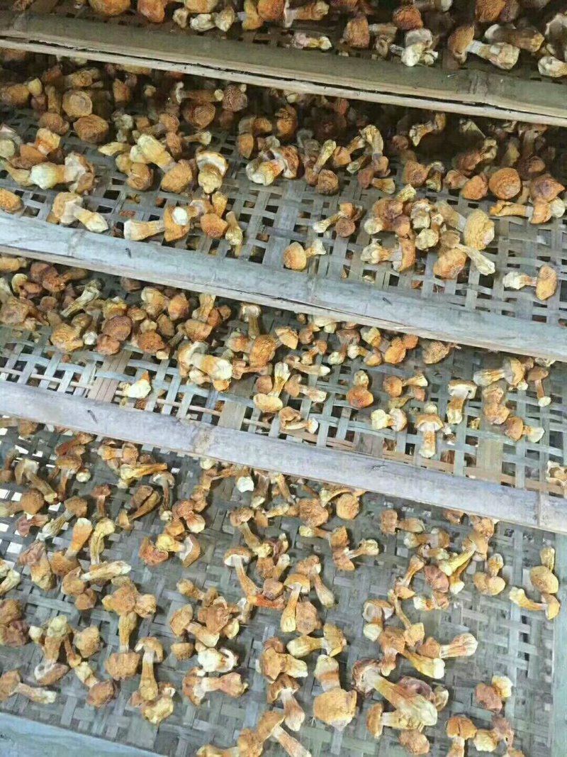 姬松茸，新货干品，食用菌干货，产地直发，一手货源