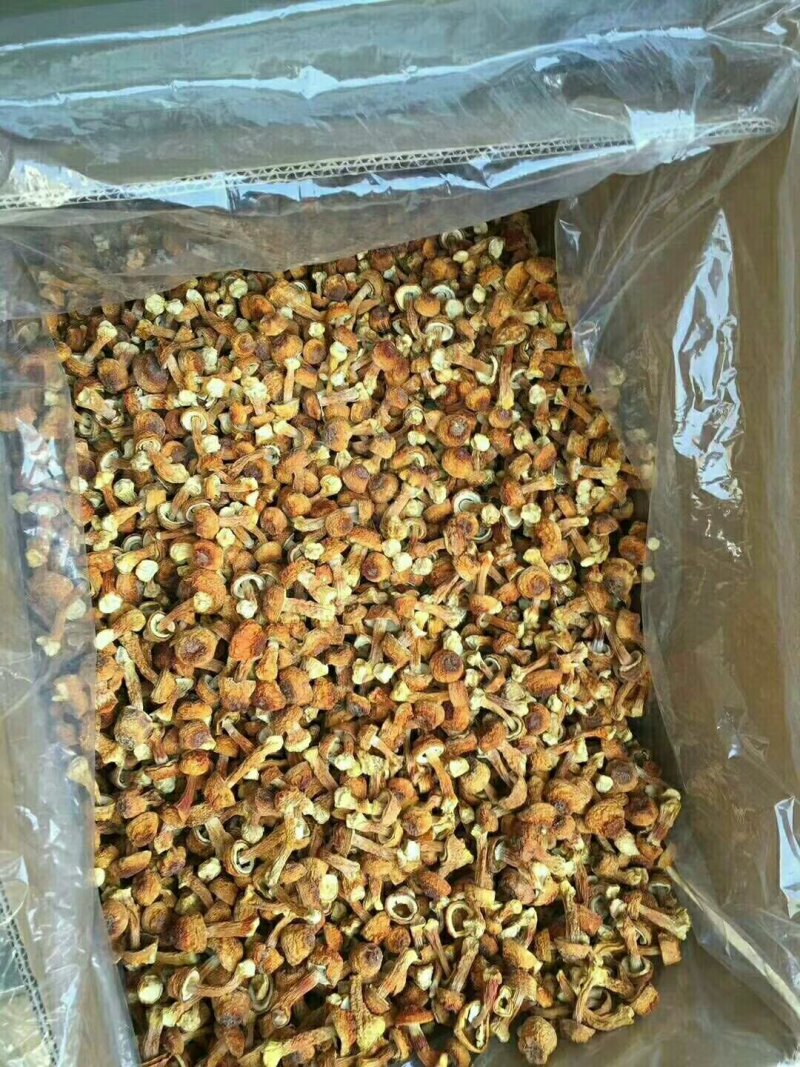 姬松茸，新货干品，食用菌干货，产地直发，一手货源