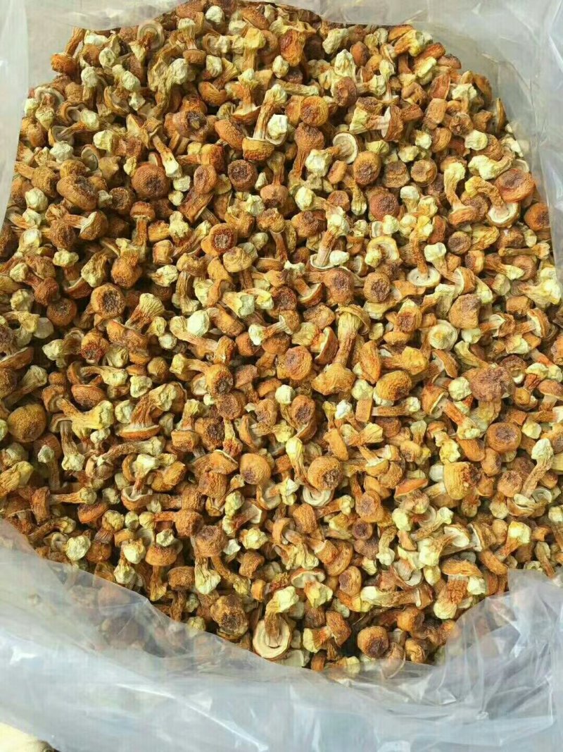 姬松茸，新货干品，食用菌干货，产地直发，一手货源