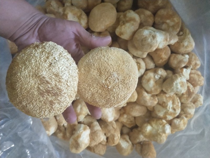 古田猴头菇养胃佳品量大运费商议请按购买数量拍否则不发货