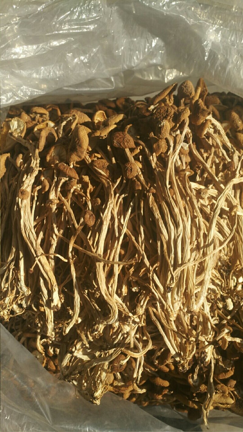 农家茶树菇，未开伞冰雹茶树菇，12公分以上，食用菌干货