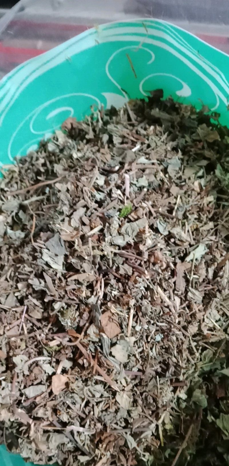 金钱草大叶金钱草小叶金钱草无硫净货中药材