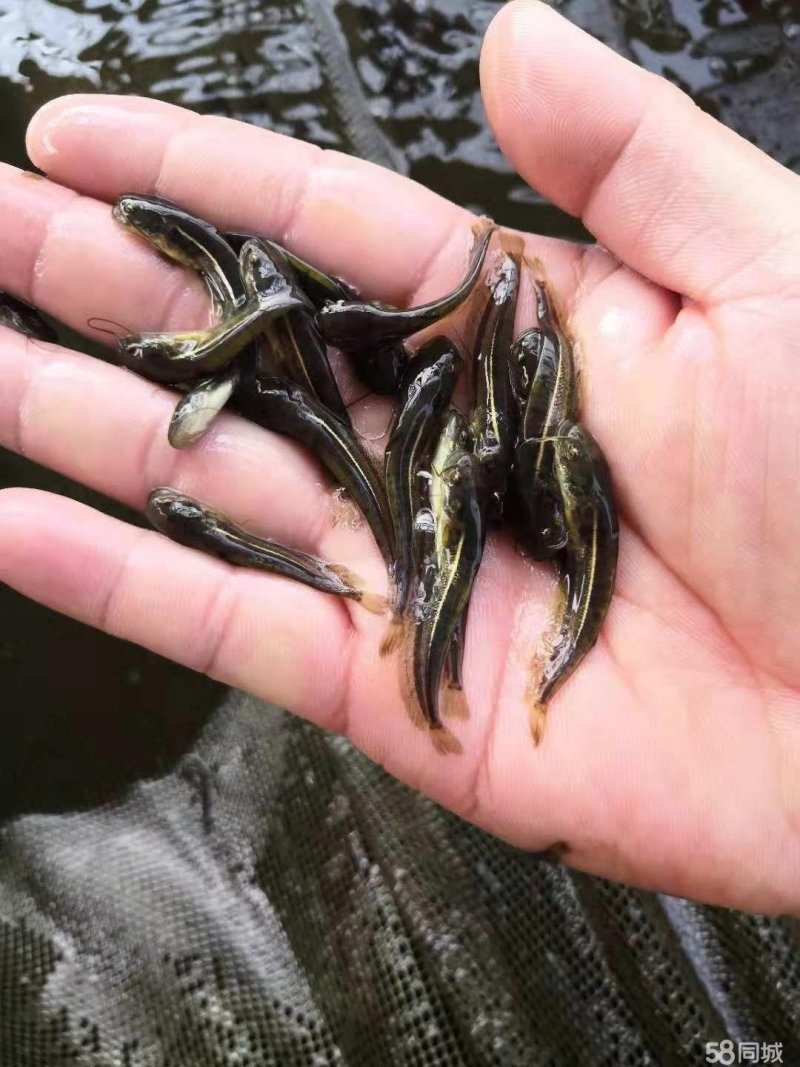 胡子鲶大口鲶黑鱼叉尾回鱼