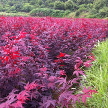 日本三季红枫小苗叶子全年红色的红枫苗浙江红枫树苗