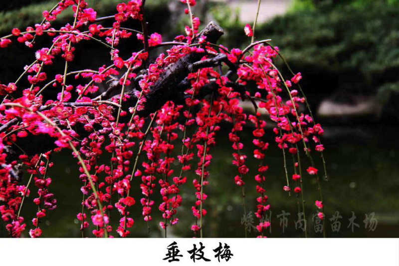 红梅树苗2-10公分骨里红红梅花梅苗木供应