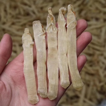 北海大号沙虫干。这批颜色好，白净，干度特好，有肾虚腰痛